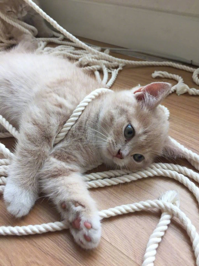 网友养了两只捣蛋的小猫咪