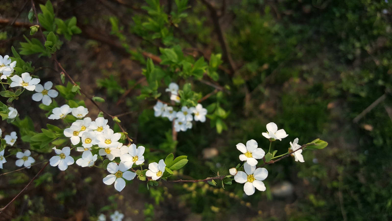 植物百科(三十六)李叶绣线菊