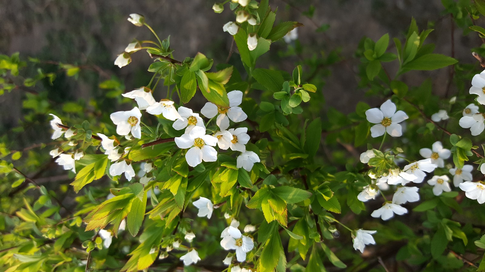 植物百科(三十六)李叶绣线菊_新浪看点