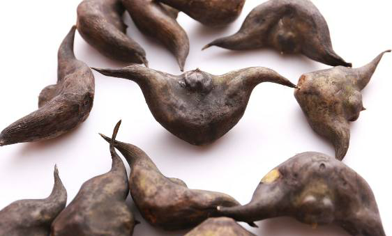 古时叫"菱",又称水栗子,沙角,是一种水生植物,属于菱科或者千屈菜科