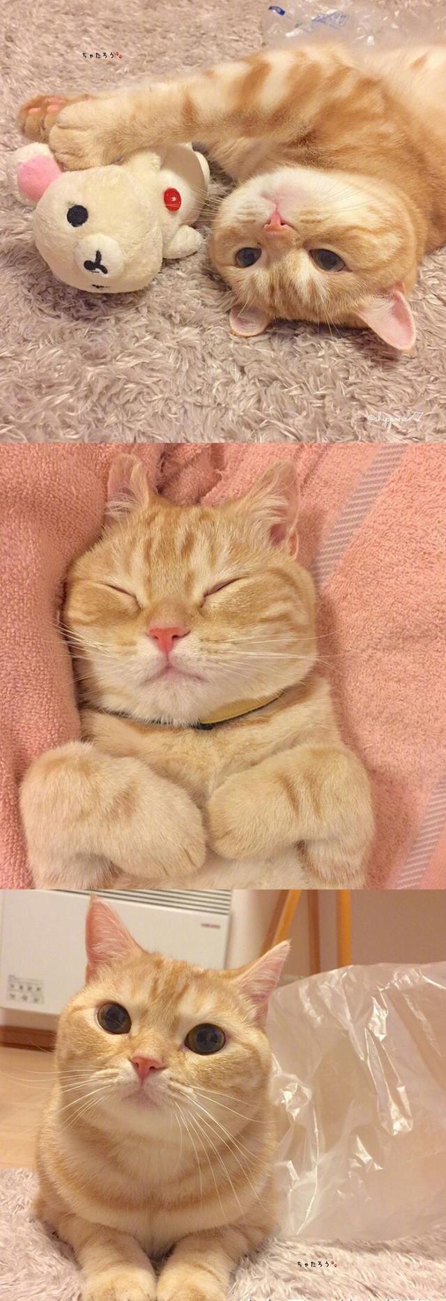 超可爱的短腿小萌橘