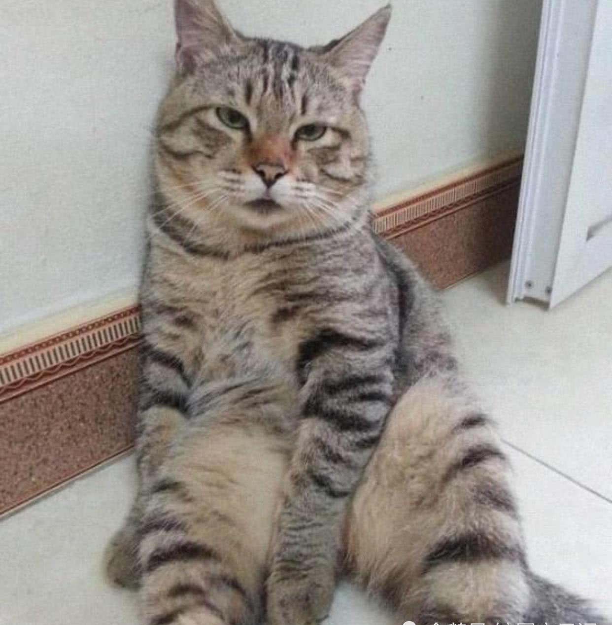 屋内温度太高,猫咪躲在墙角,一脸生无可恋:主人,开会空调呗