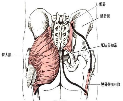 骶髂关节改变这是诊断本病的主要依据.