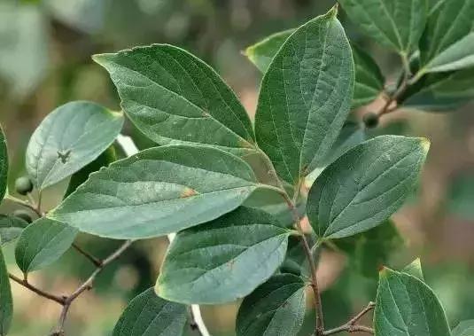 如何区分榆树、榔榆、榉树、朴树等榆科植物?|朴树|榔榆|榉树_新浪新闻