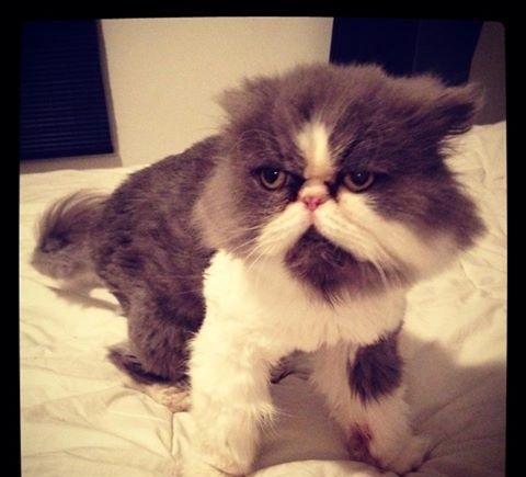 即便如此,这些喵星人的霸气臭脸表情总是忍不住让人想恶搞一下