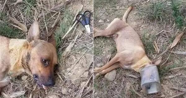 流浪狗遭人用塑料罐套头,在旁拍下狗狗痛苦挣扎过程,狗窒息而死