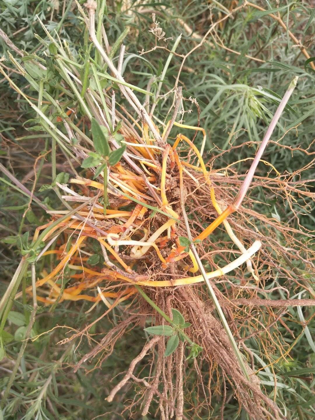 大爷挖"肉肉草"茎金黄色果实酸甜还能治病,你知道它的名字吗_新浪看点