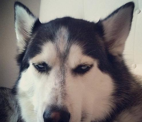 看哈士奇关爱智障的小眼神主人真的是太二了