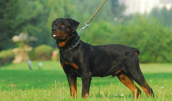 罗威纳是一只安静的美男子