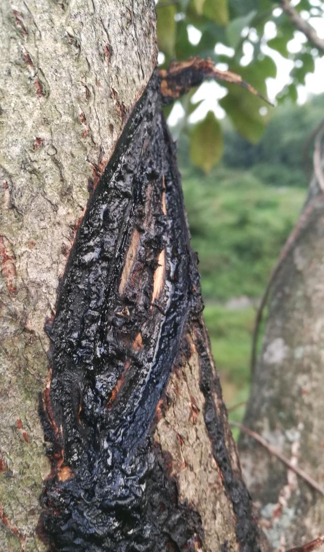 有种会"咬人"的树 能产出几百元一斤的宝贝 村民又怕又爱|过敏|漆树