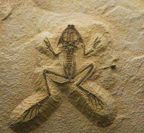 岛上发现了一种巨蛙的化石,科学家给这种神奇的远古巨蛙取名"魔鬼蛙"