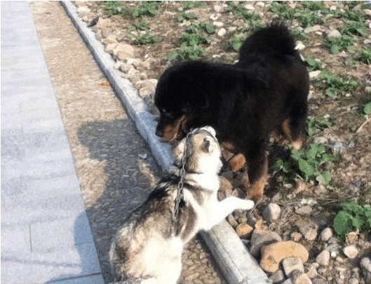 当哈士奇和藏獒大战300回合后, 主人: 你走, 把哈家的脸都丢完了