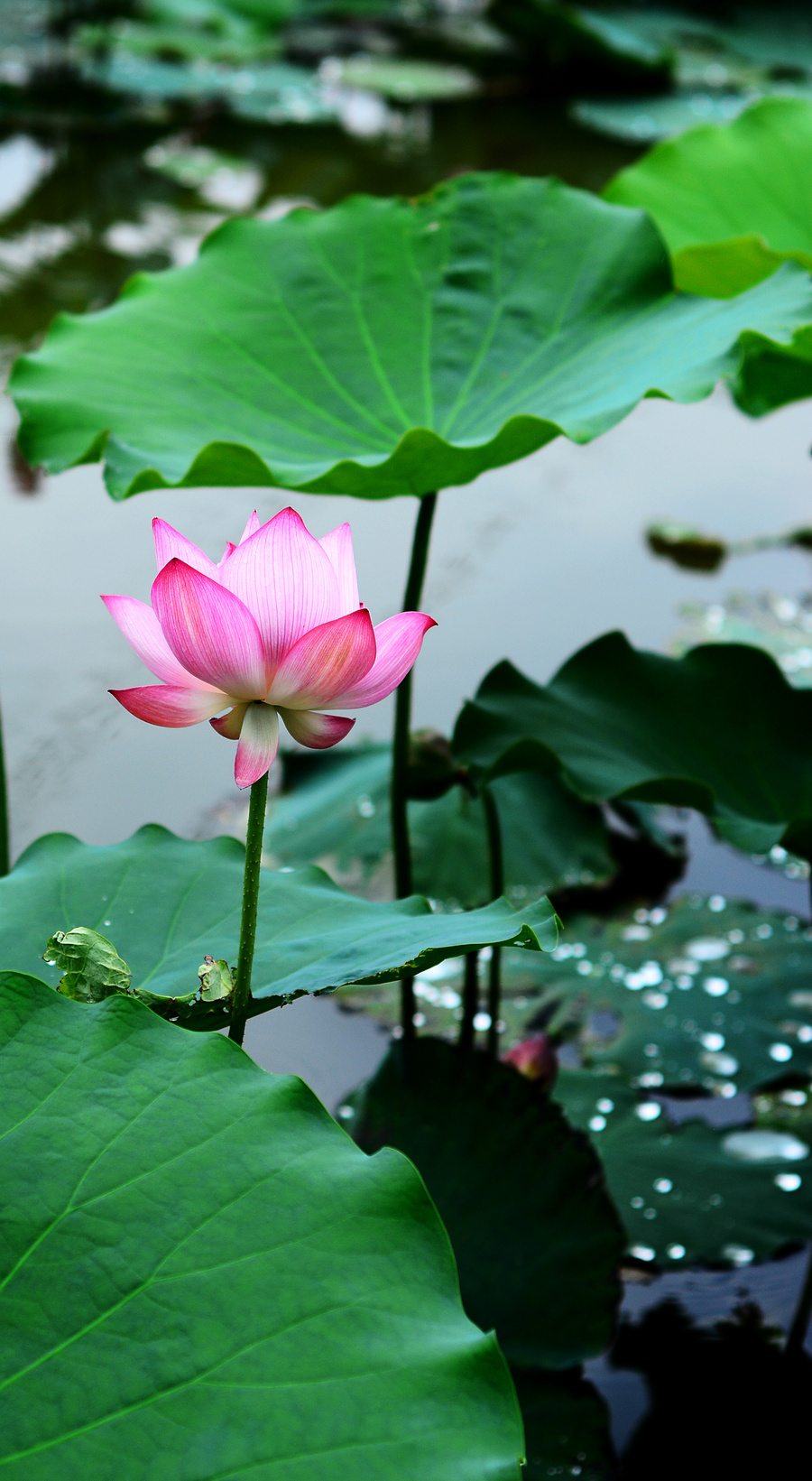 雨后荷花分外娇