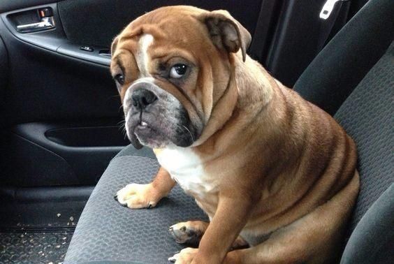 英国斗牛犬天生一副谁也不理的小眼神!