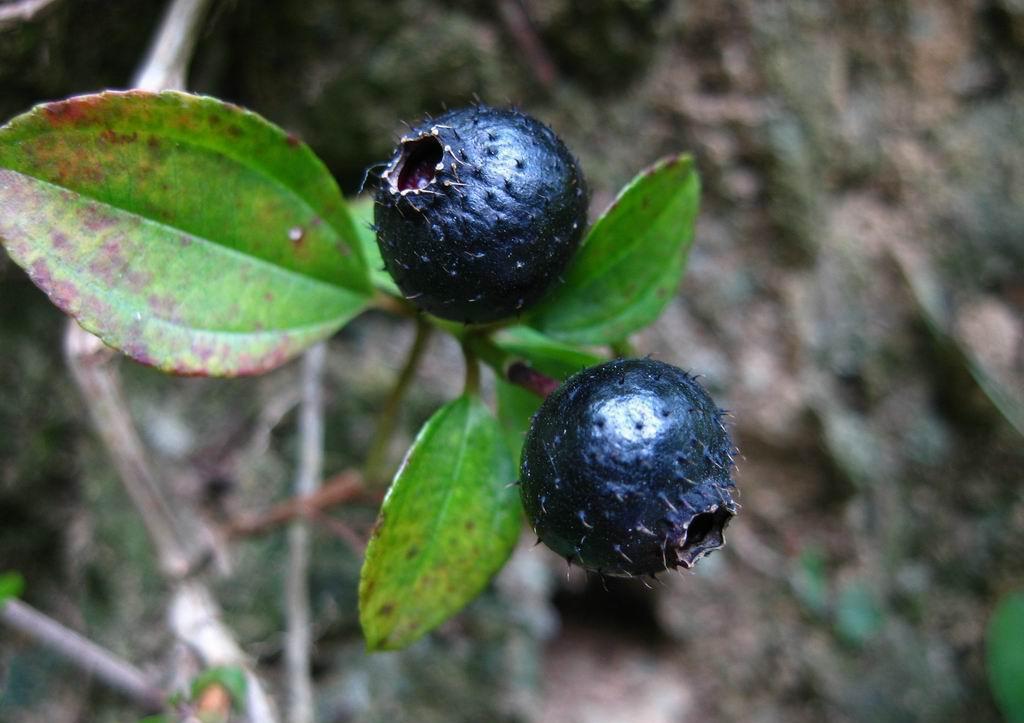 小时候当零嘴吃的高钙丸你还记得吗