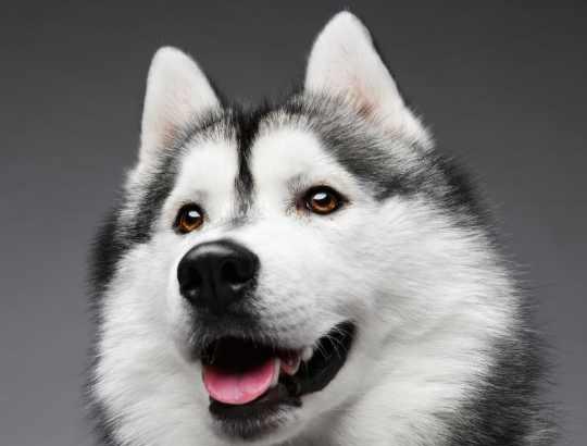 哈士奇眼睛的颜色可以辨别出是否是纯种吗?