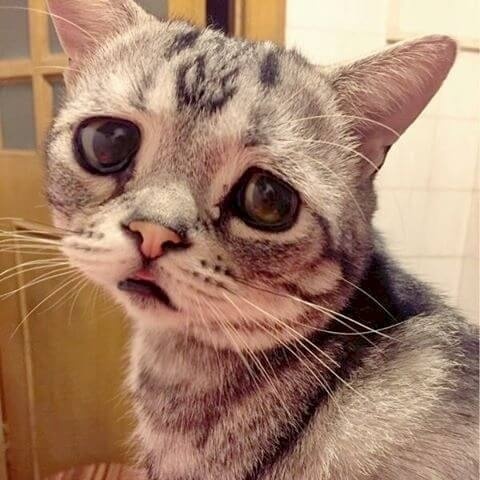 哎呦,word喵,这忧郁的眼神哦,这只喵星人的表情力max