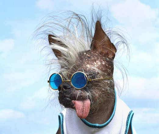 一只长的其丑无比的狗,化妆后拍写真