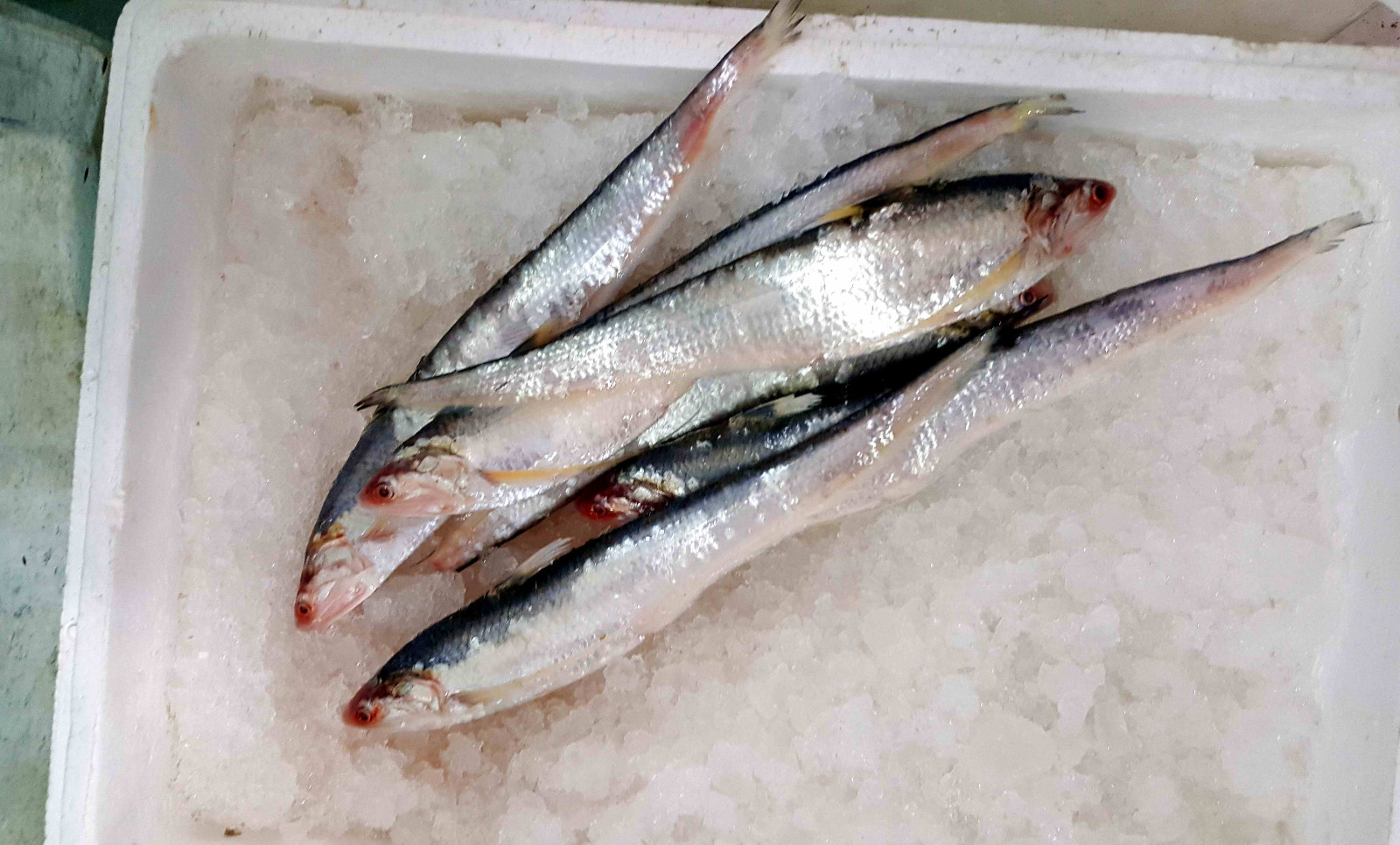 这好吃的长江首鲜上市了,一条刀鱼卖300元很正常