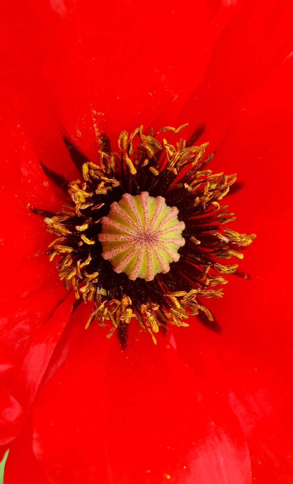花的心藏在蕊中看罂粟科植物的花心有什么不同15图
