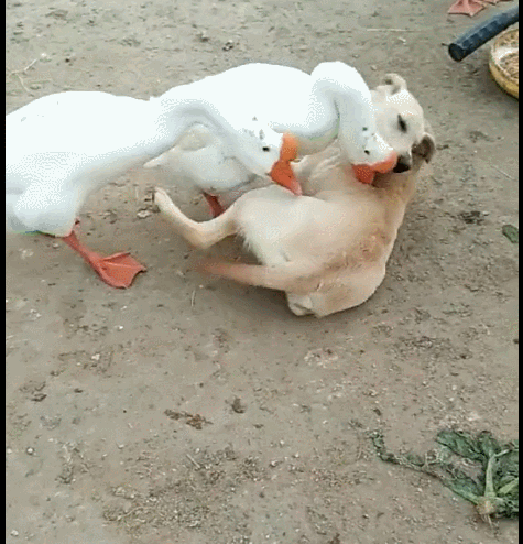 狗狗被二只鹅欺负,被鹅扑倒在地,不敢用力反击!