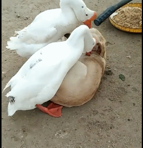 狗狗被二只鹅欺负,被鹅扑倒在地,不敢用力反击!