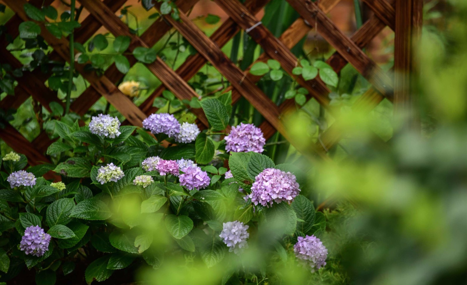 雨后,娇艳水灵的花草,清新湿润的空气,花园一派生机.