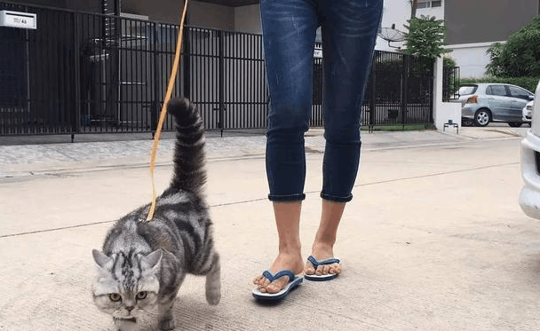 牵着家里的猫咪去散步, 这不是人遛猫, 是猫遛人啊