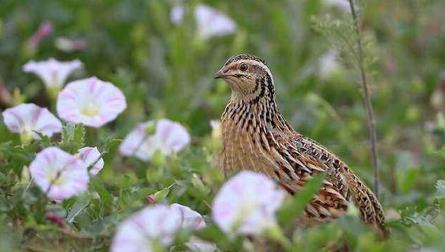 1,鹌鹑 鹌鹑的药用价值比较显著,鹌鹑与枸杞,肉同时炖熟服用,具有