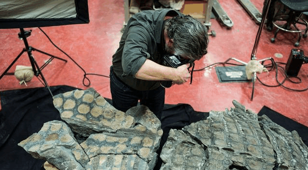 加拿大发现被封印在石棺中的恐龙