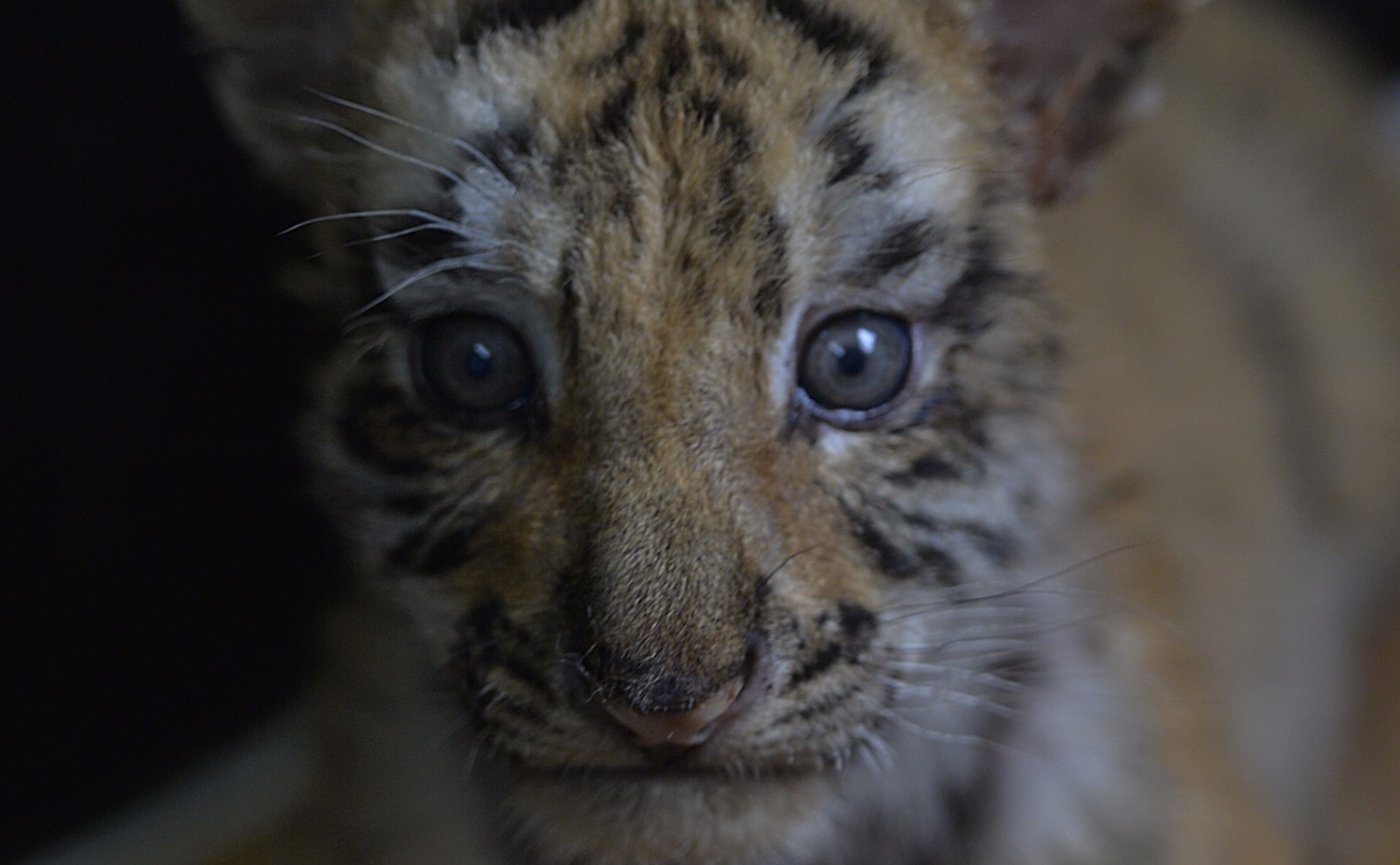 东北虎迎来丰收季:一个月产24只虎宝宝_新浪看点