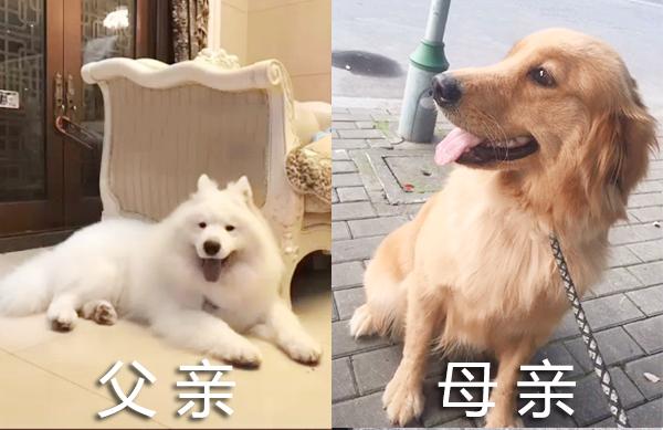 美哭!看了这只金毛和萨摩的混血,你还只喜欢纯种狗狗吗?