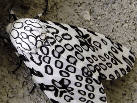 这10大丑虫, 看到就想一脚踩扁它们