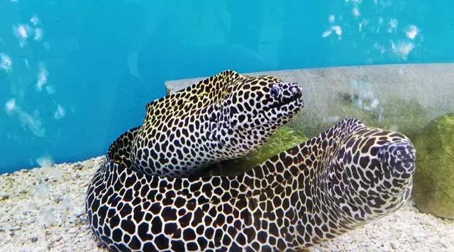 与此同时,离开水族馆,水上则是一个动物园,园内还有鳄鱼,长颈鹿