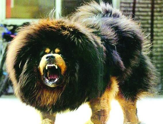 藏獒在凶 剃了毛以后 气势还不如小泰迪!