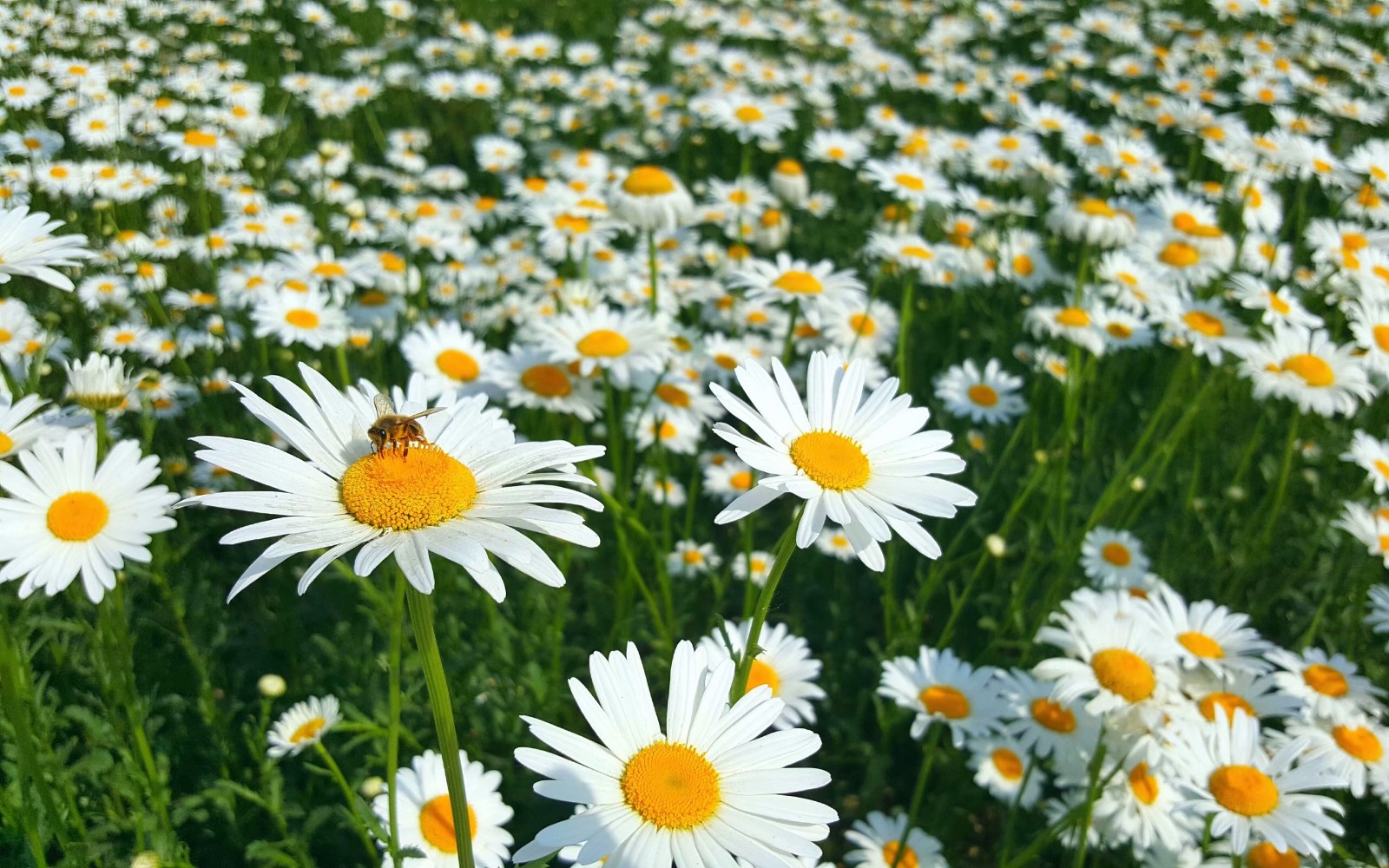 每一朵大滨菊都是降落人间的美丽天使