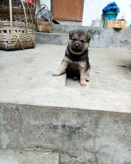 土狗霸王终于繁殖成功了, 第一胎出生, 期待长大的样子!