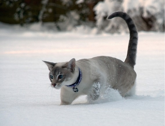雪地里行走的喵星人,好美,好霸气!