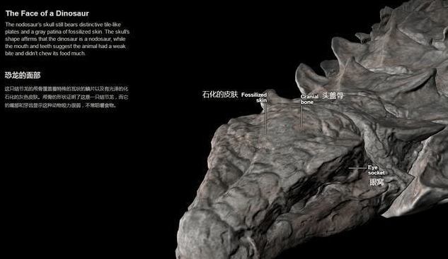 加拿大发现被封印在石棺中的恐龙