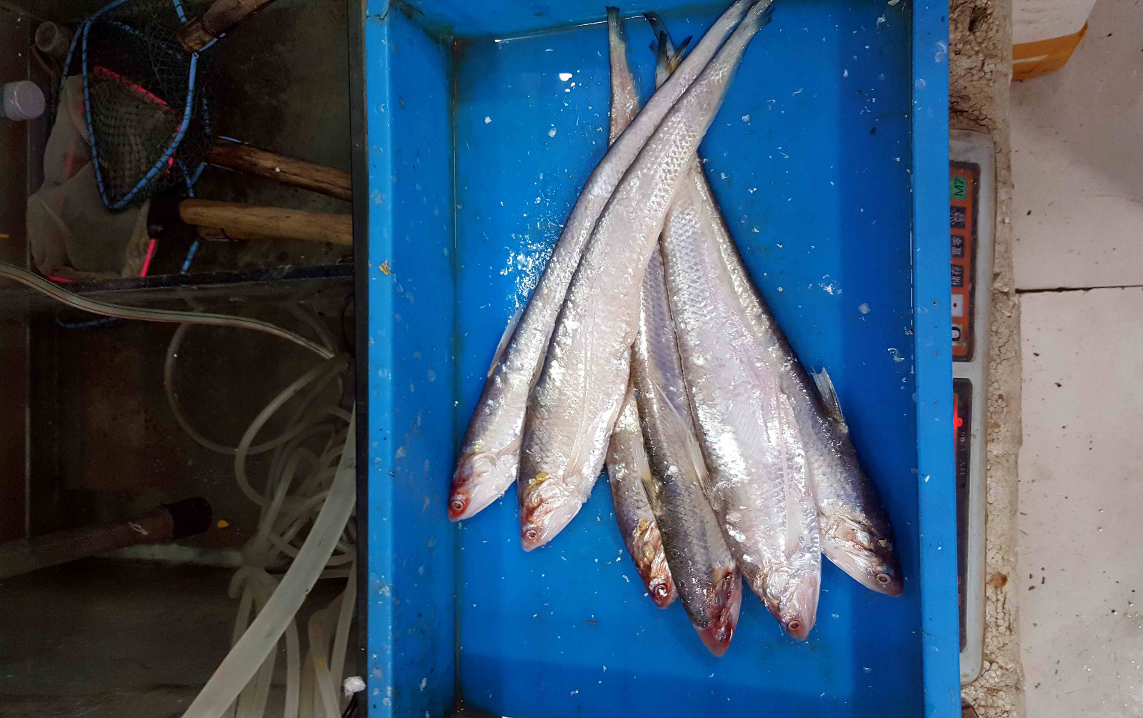 这好吃的长江首鲜上市了一条刀鱼卖300元很正常