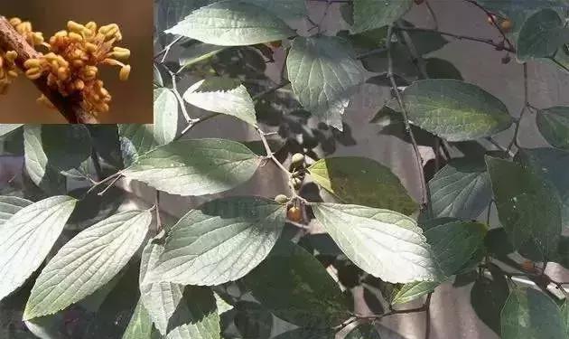 如何区分榆树、榔榆、榉树、朴树等榆科植物?|朴树|榔榆|榉树_新浪新闻