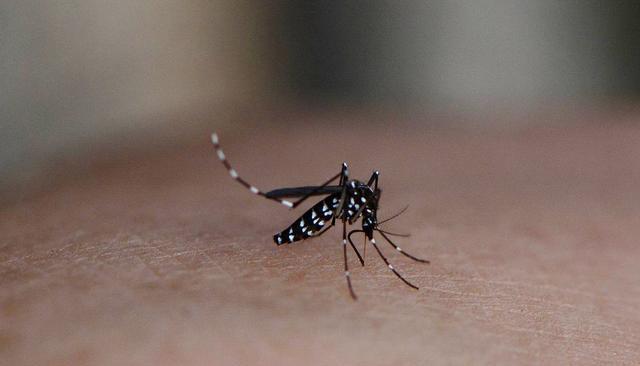 蚊子中的战斗机, 一趴就叮一包的花蚊子, 20年中已侵入70余国