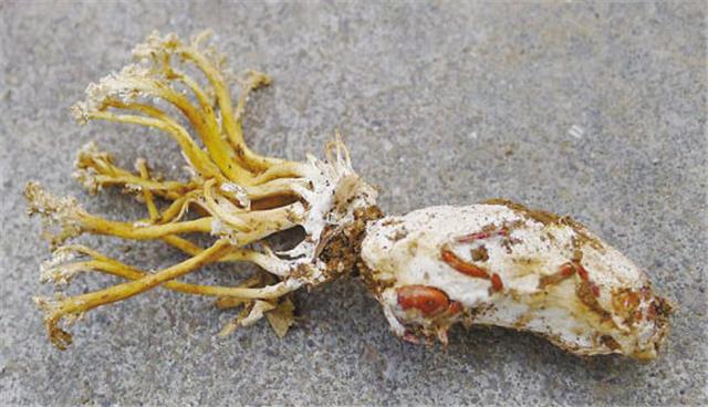 蝉花是麦角菌科的植物,山蝉幼虫的干燥体,这个动物和植物结合的奇妙