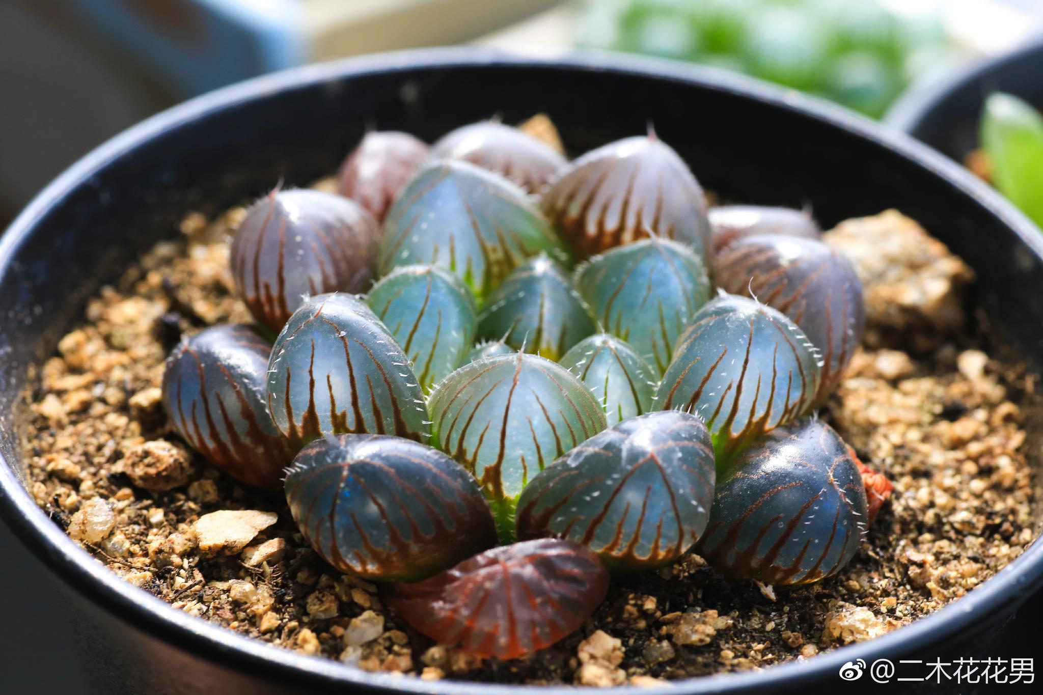 每天到点自然醒我可能是进入了更年期配图巨大赤线玉露