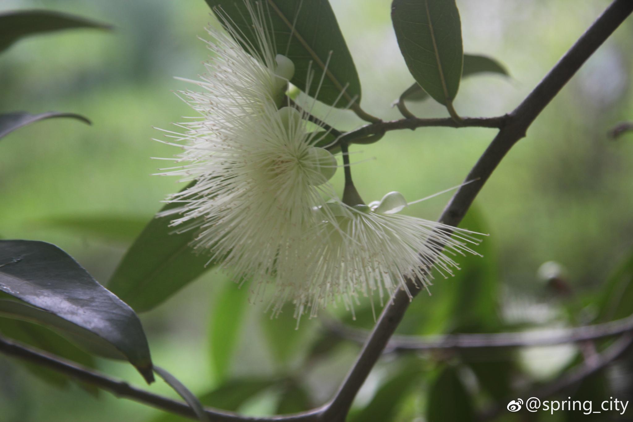 美好的东西都是稍纵即逝|蒲桃|叶常青|迷离_新浪新闻