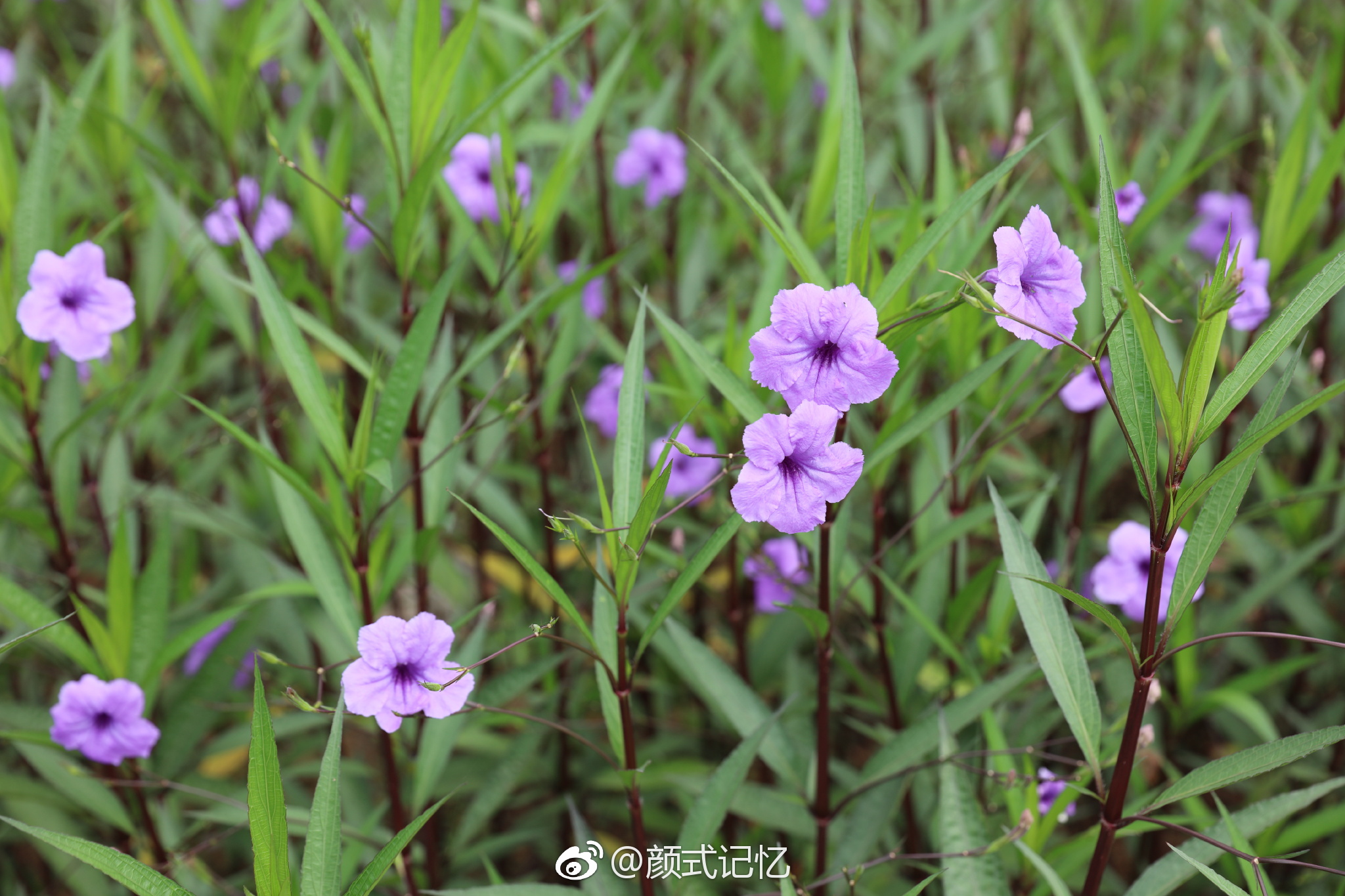 希望、理想一一马兰花(翠花草、翠芦莉、马莲)|马兰花|小鸟天堂|花草_新浪新闻