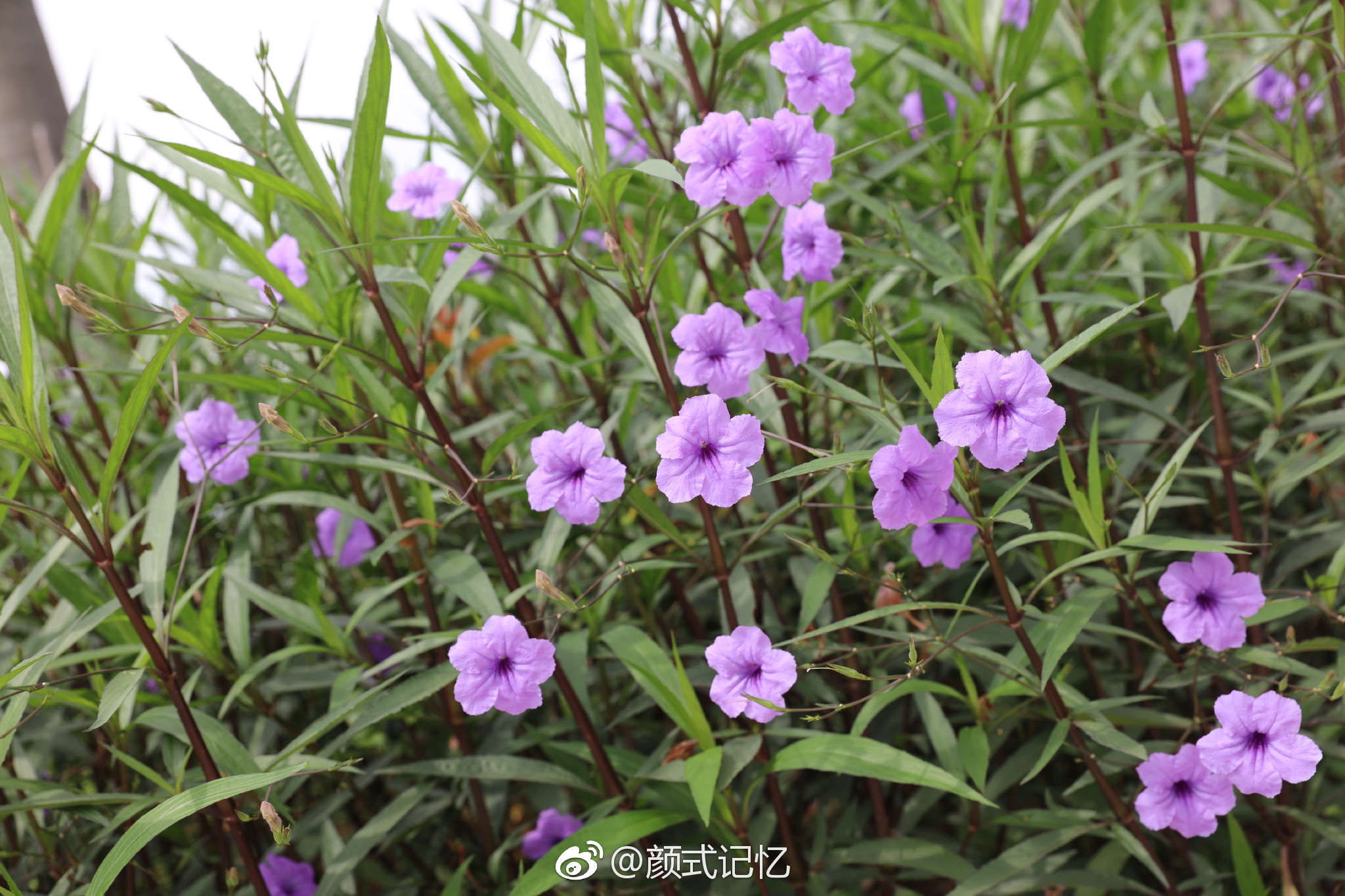 希望、理想一一马兰花(翠花草、翠芦莉、马莲)|马兰花|小鸟天堂|花草_新浪新闻