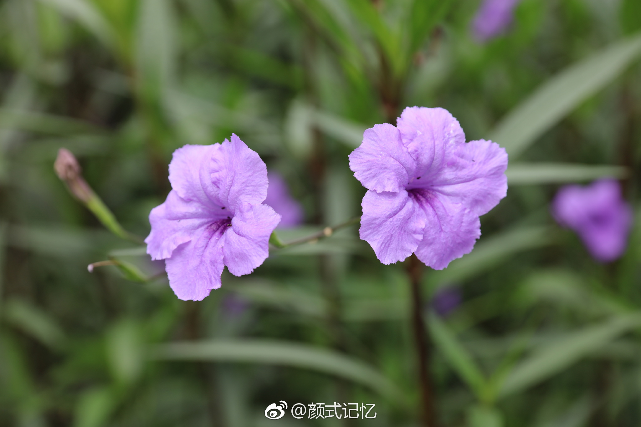 希望、理想一一马兰花(翠花草、翠芦莉、马莲)|马兰花|小鸟天堂|花草_新浪新闻