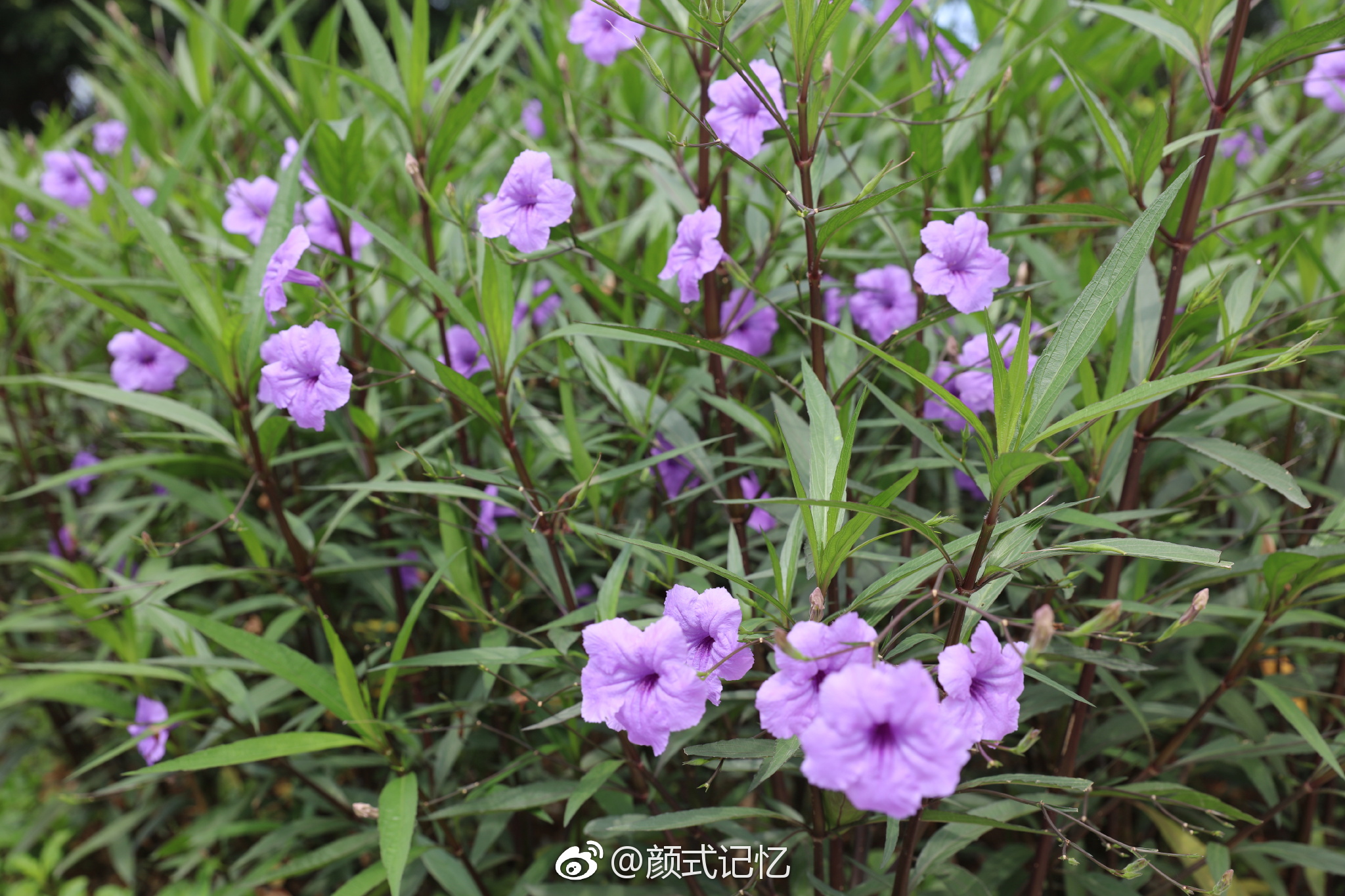 希望、理想一一马兰花(翠花草、翠芦莉、马莲)|马兰花|小鸟天堂|花草_新浪新闻