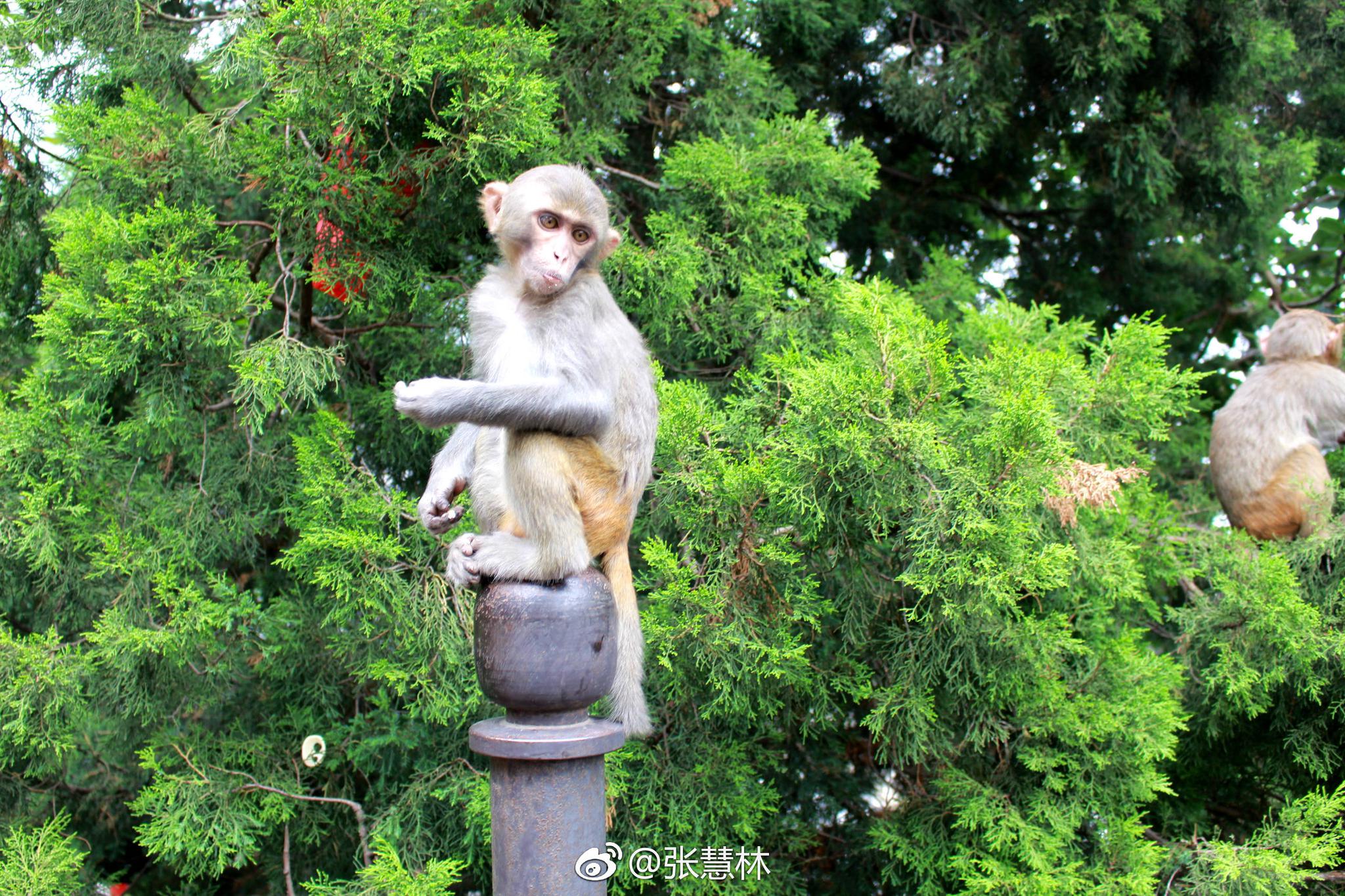 以为自己走进了动物园猴山,其实这是江苏连云港花果山